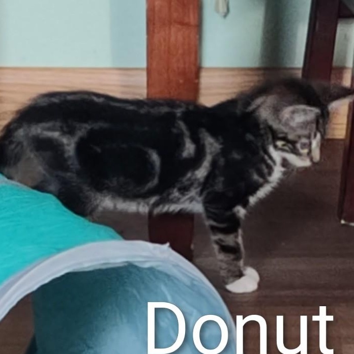 Enlarge Donut (In Foster), a Adoptable Domestic Short Hair in Watertown, WI image 3/4
