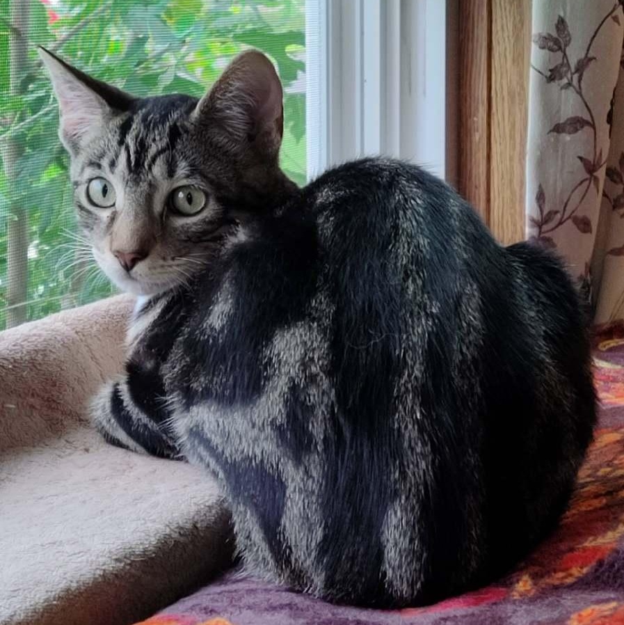 Donut (In Foster), Adoptable, Kitten Female Domestic Short Hair.