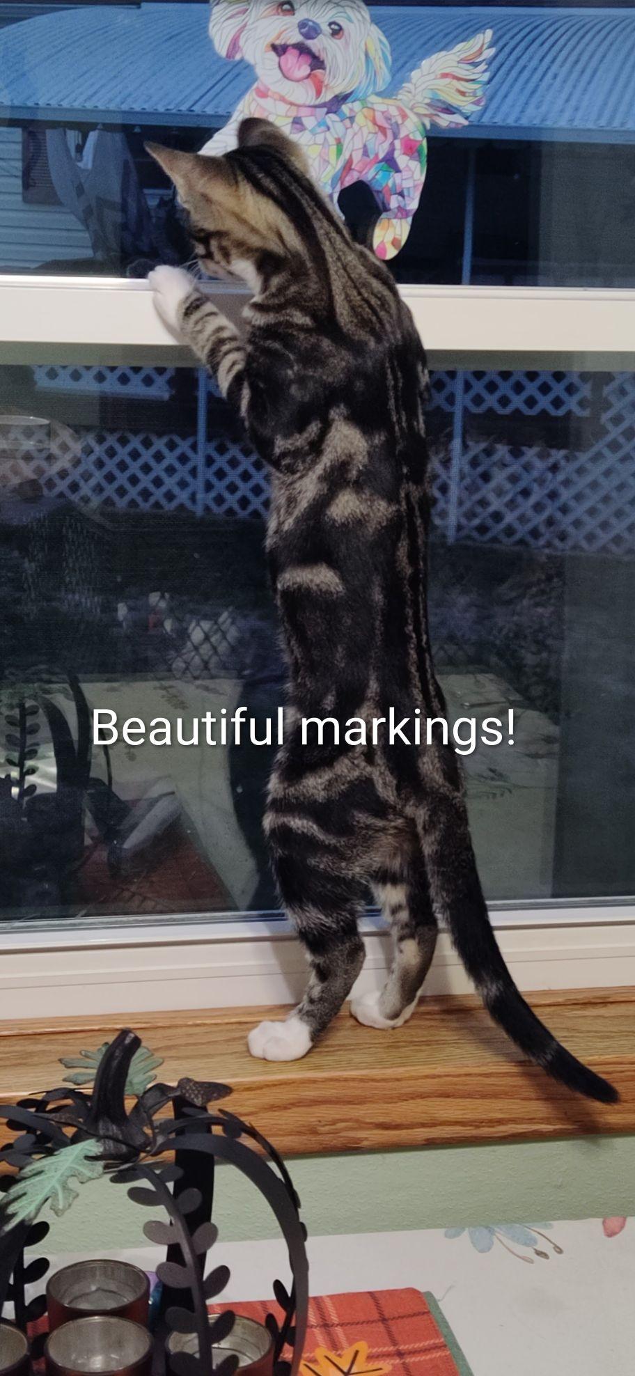 Enlarge Donut (In Foster), a Adoptable Domestic Short Hair in Watertown, WI image 2/5