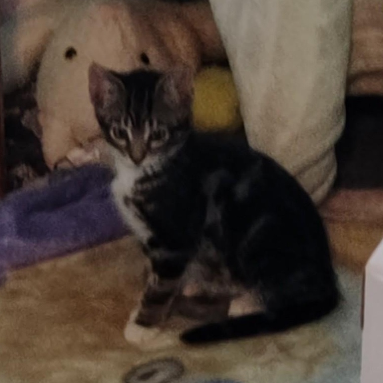 Donut (In Foster), Adoptable, Kitten Female Domestic Short Hair.