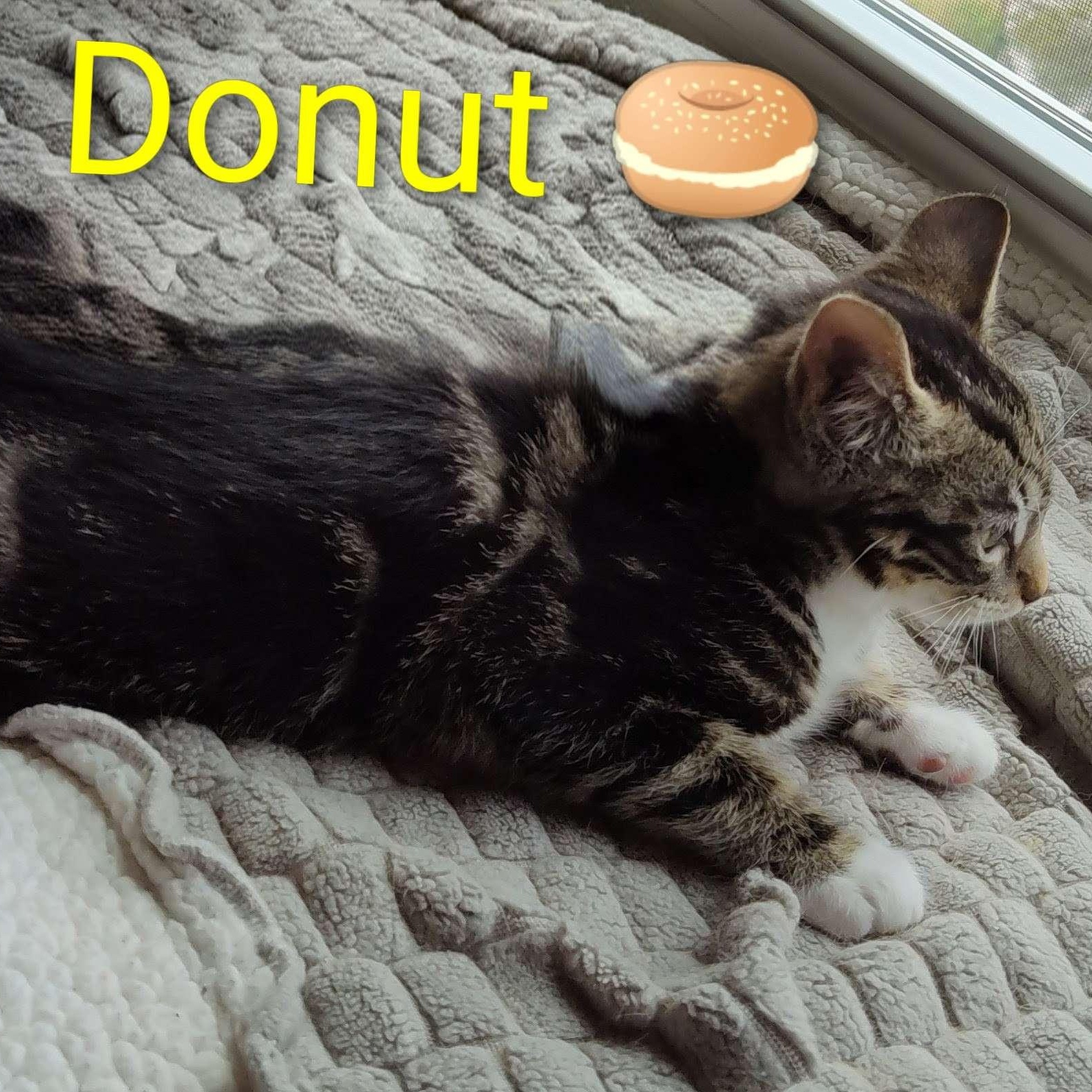 Enlarge Donut (In Foster), a Adoptable Domestic Short Hair in Watertown, WI image 2/4