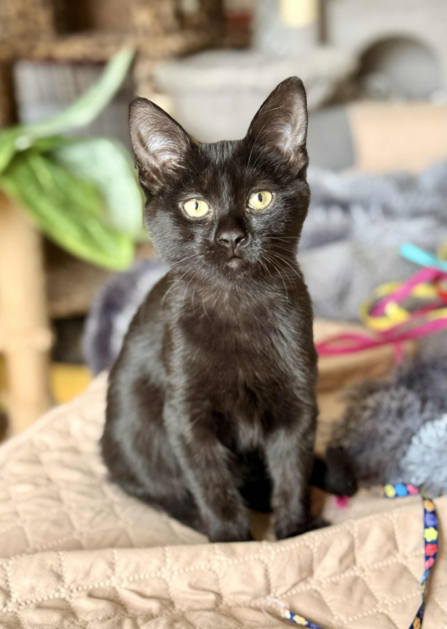Harem, adopted, Kitten Male Domestic Short Hair.