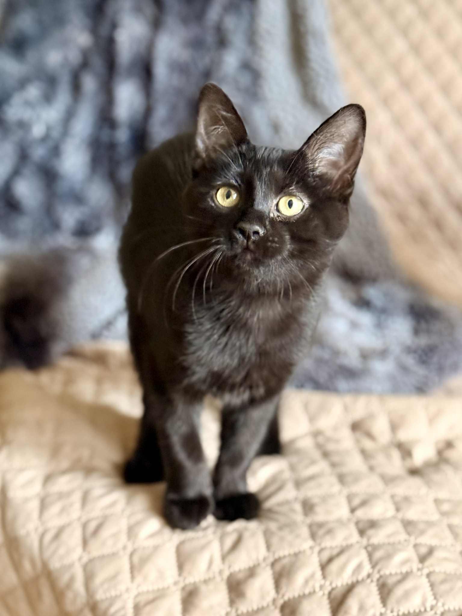 Enlarge Harem, an adopted Domestic Short Hair in Verdun, QC image 2/2