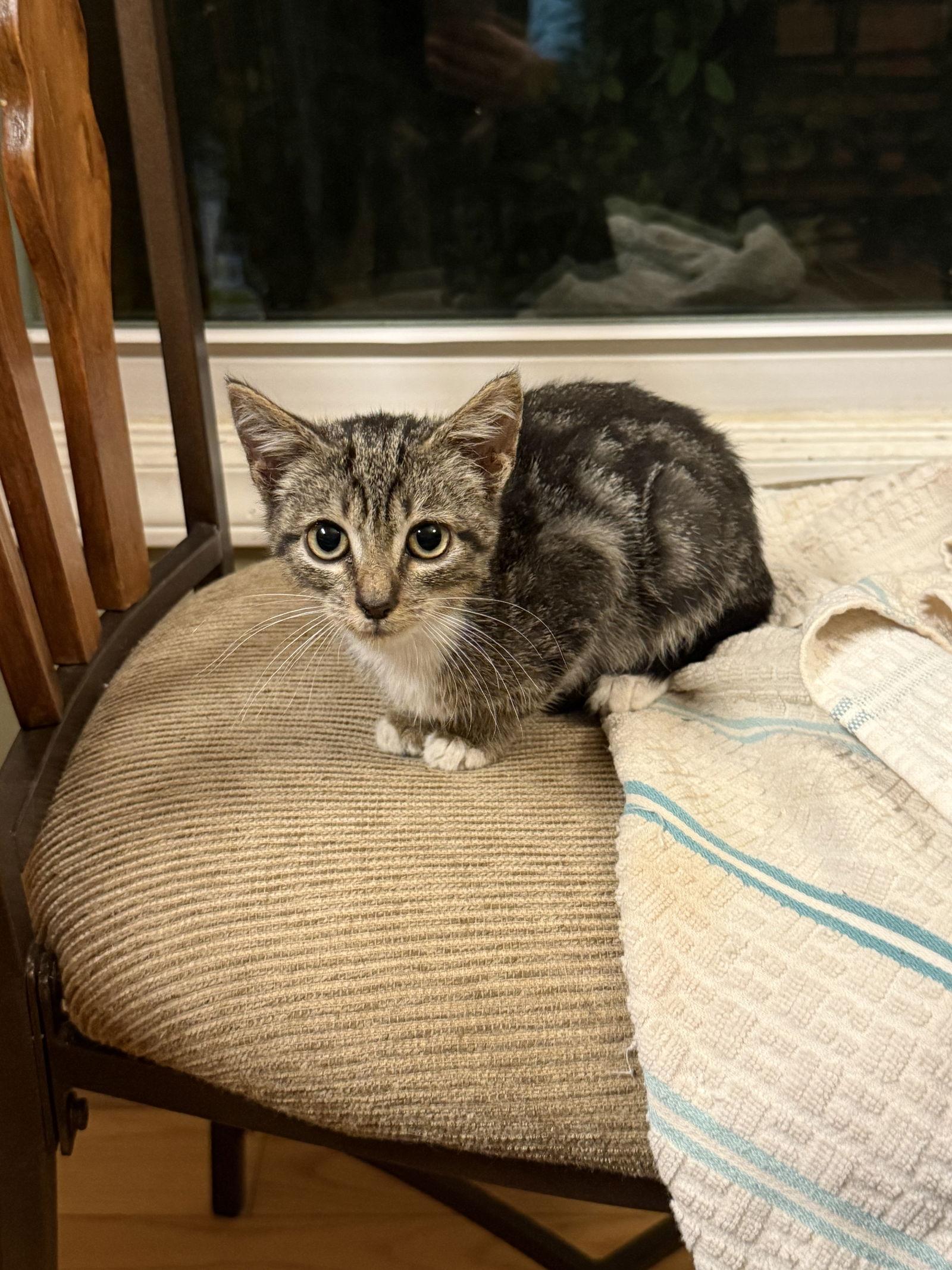 Lynx, Adoptable, Kitten Male Tabby.