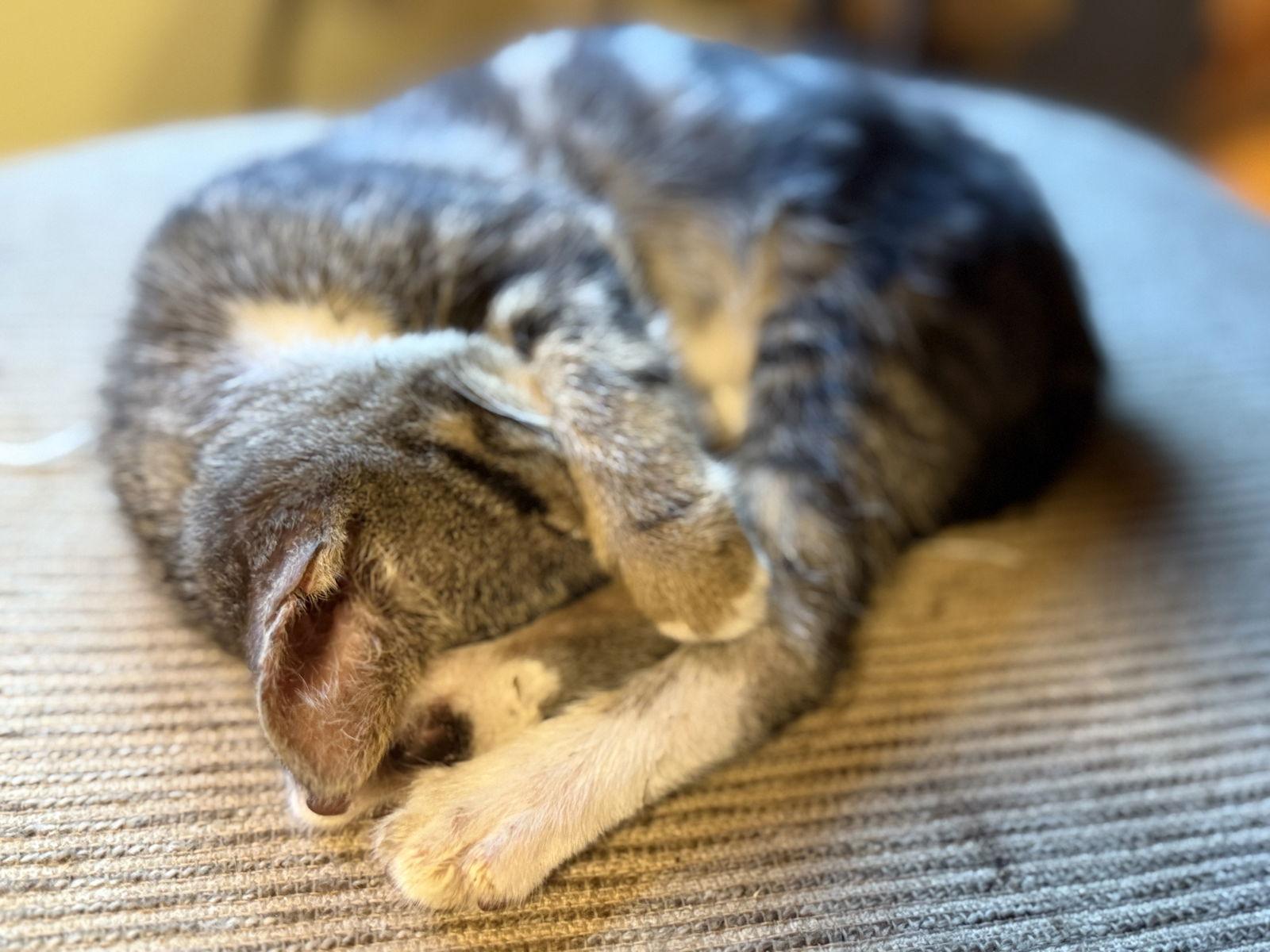 Enlarge Lynx, a Adoptable Tabby in North Wilkesboro, NC image 2/2