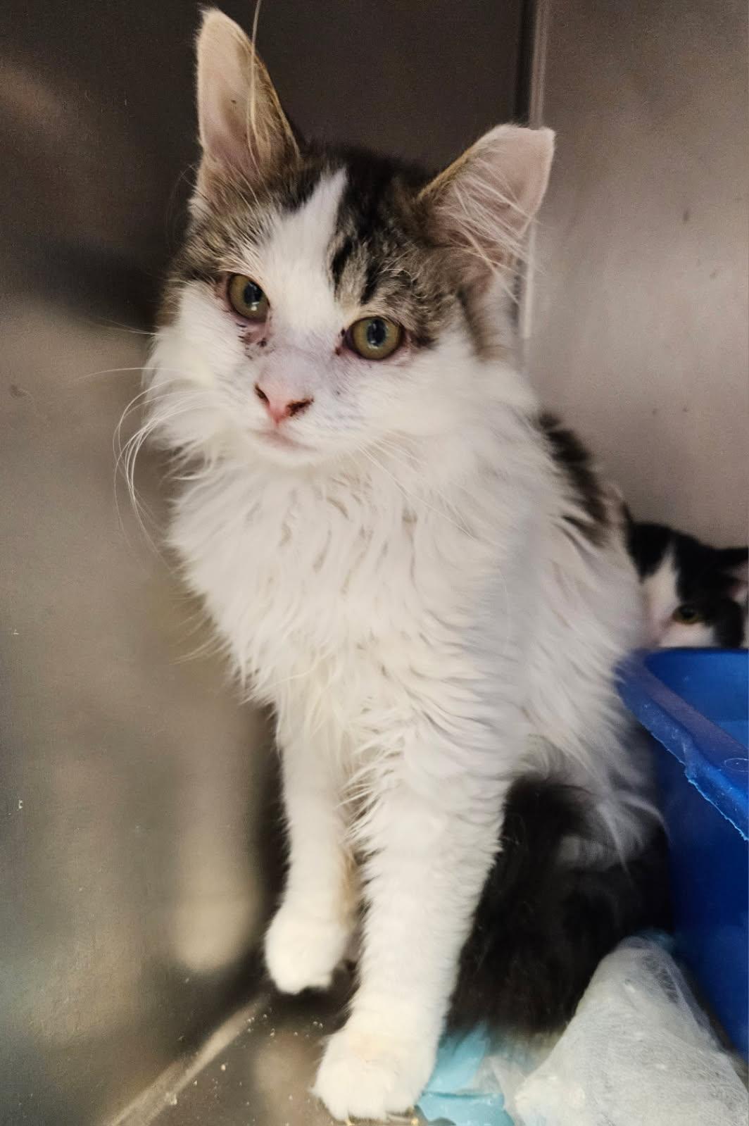 Calloway, adopted, Kitten Male Domestic Long Hair.