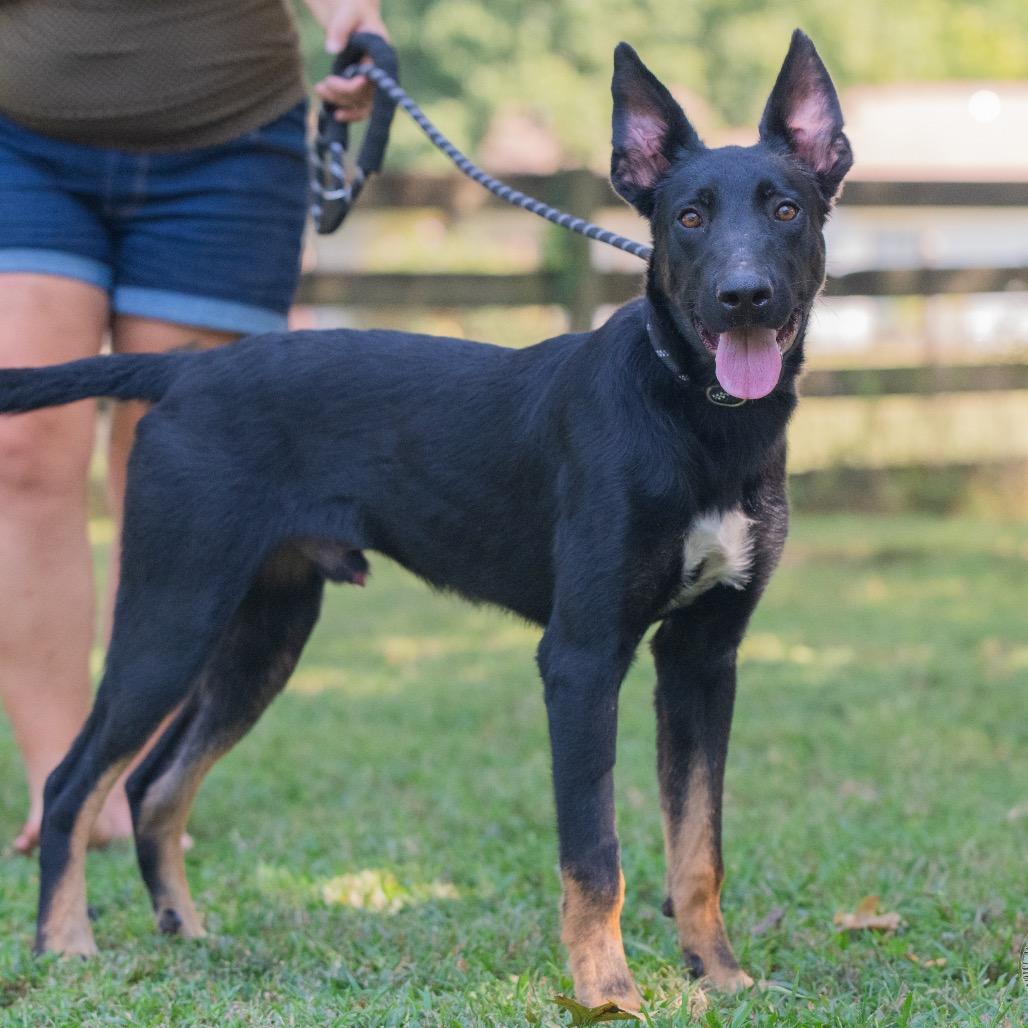 Hector (Formerly Radar), a Adoptable mixed breed in Bartlett, TN image 4/6