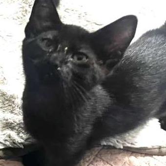 Enlarge Palpatine, a Adoptable Domestic Short Hair in Winchester, VA image 1/2