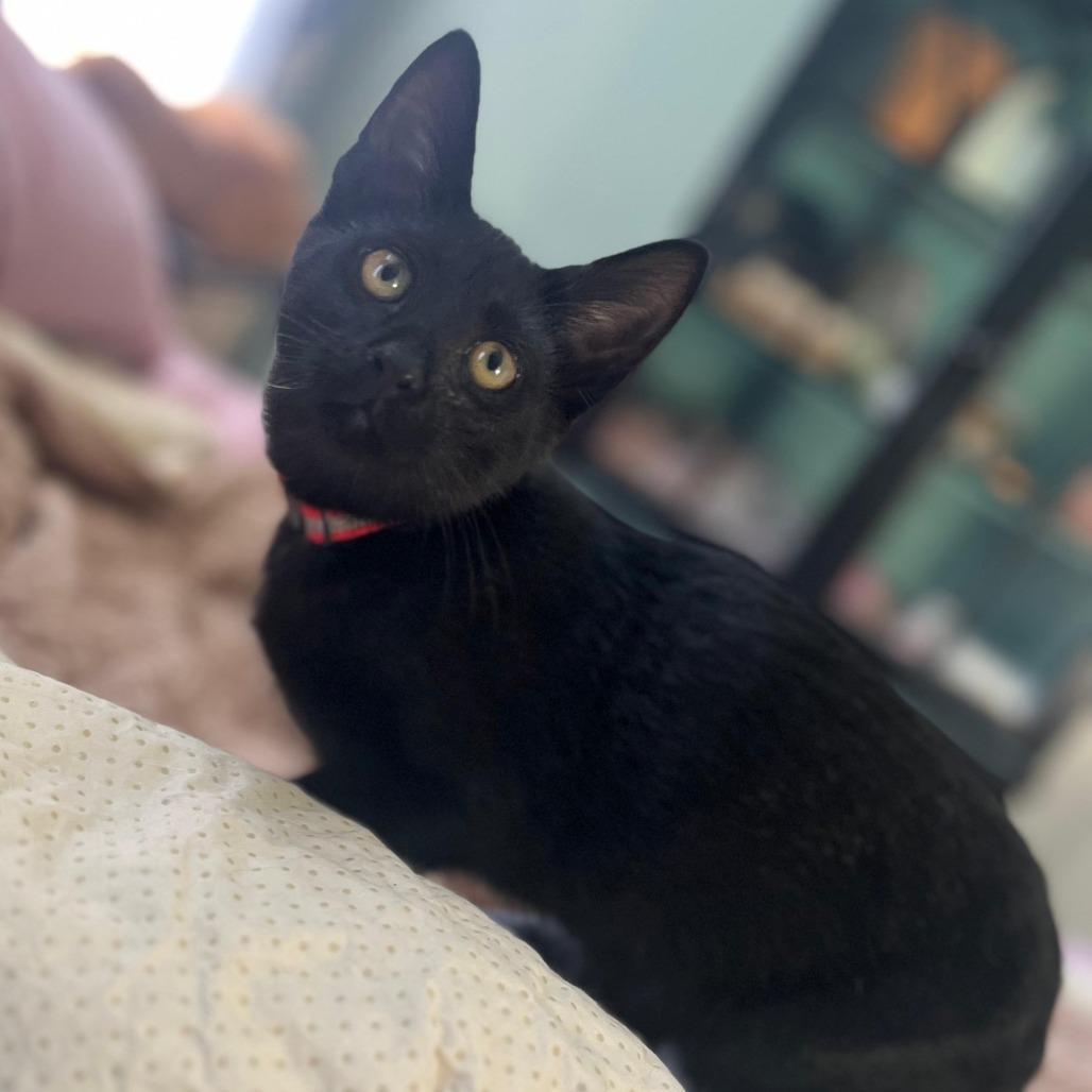 Enlarge Palpatine, a Adoptable Domestic Short Hair in Winchester, VA image 2/2