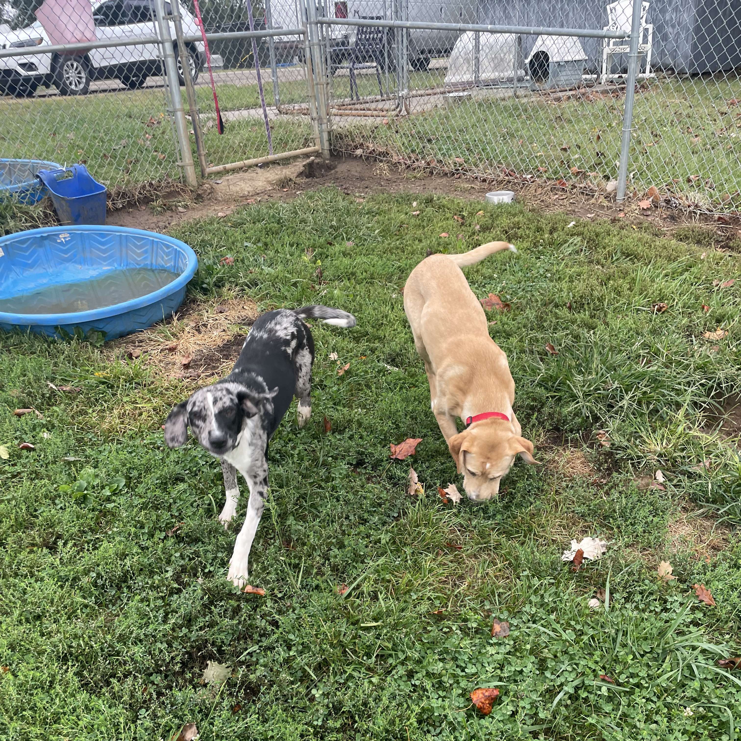 Lucky, an adoptable Yellow Labrador Retriever in Petersburg, IL, 62675 | Photo Image 5