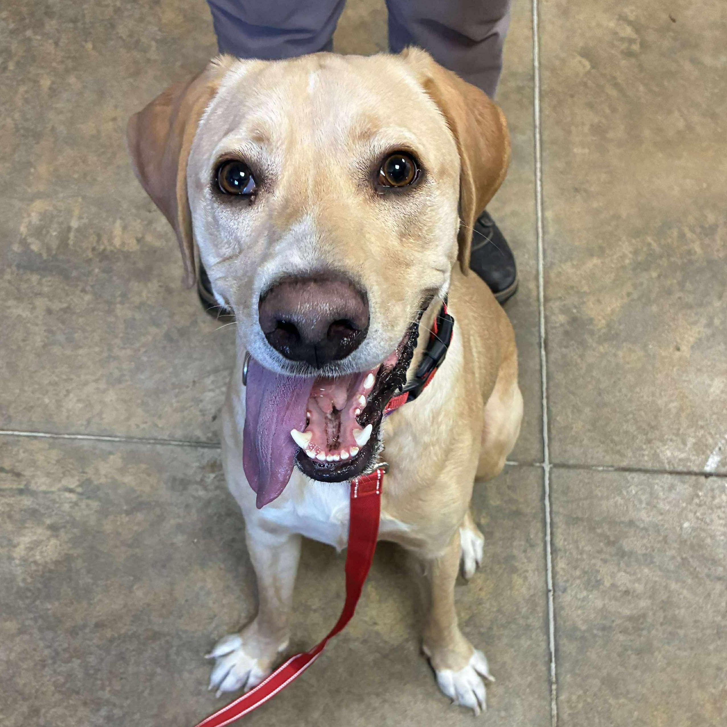Lucky, Adoptable, Puppy Male Yellow Labrador Retriever.