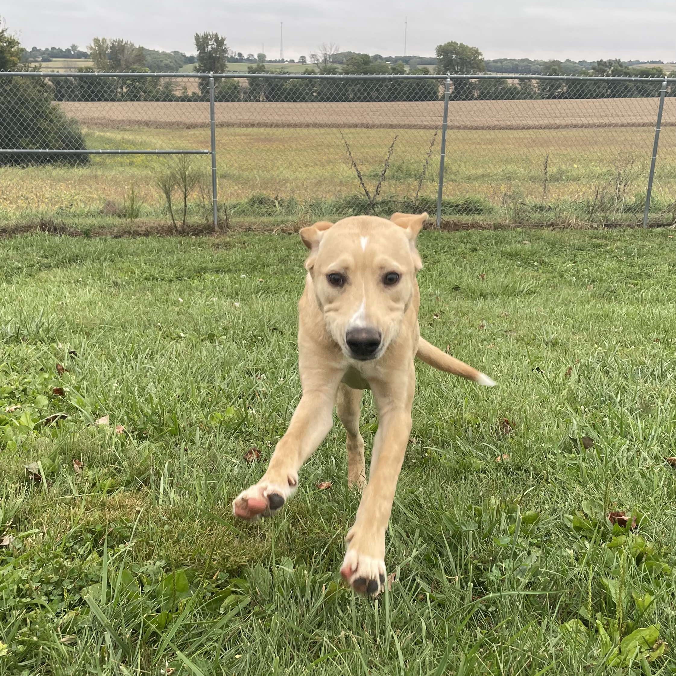 Lucky, an adoptable Yellow Labrador Retriever in Petersburg, IL, 62675 | Photo Image 4