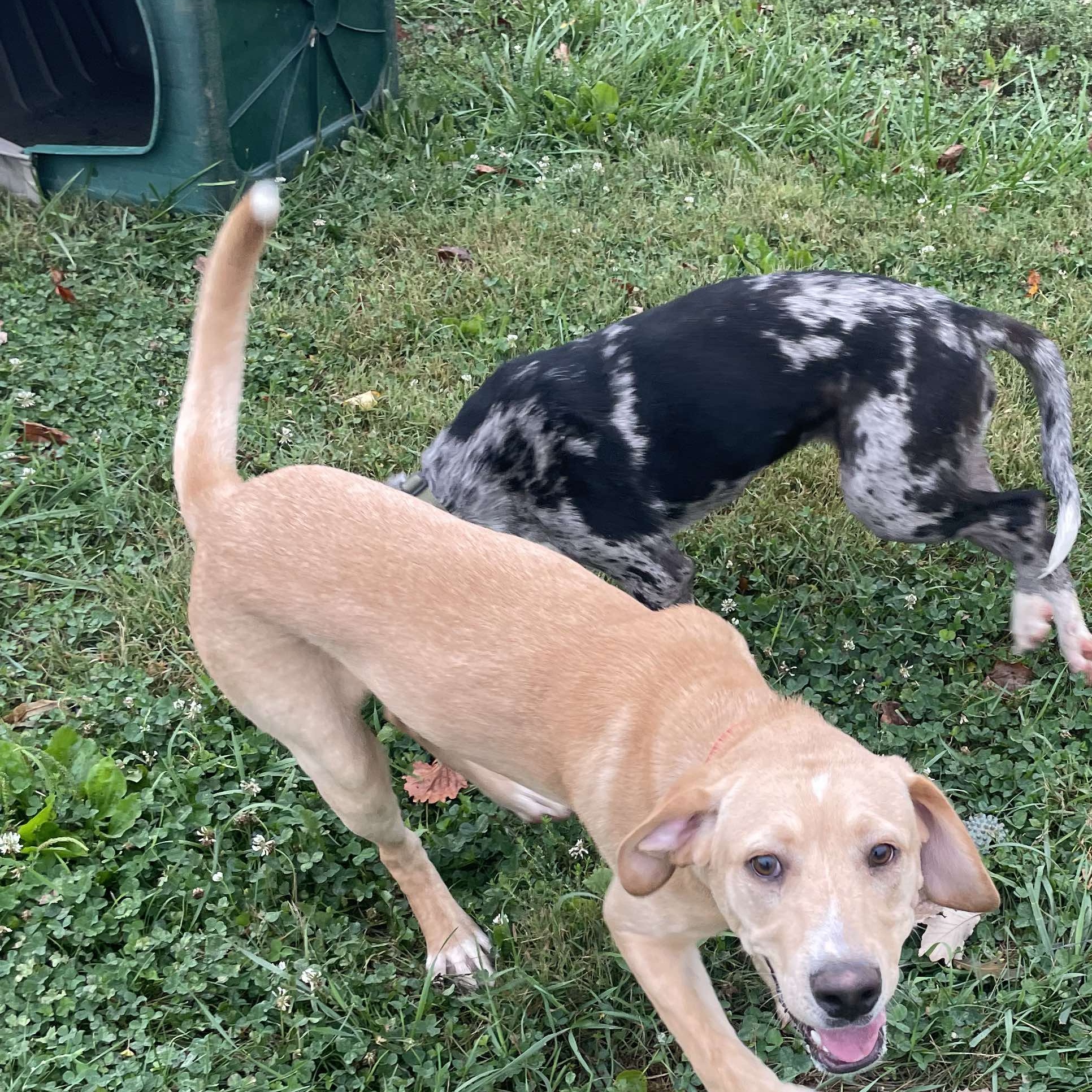 Lucky, an adoptable Yellow Labrador Retriever in Petersburg, IL, 62675 | Photo Image 3