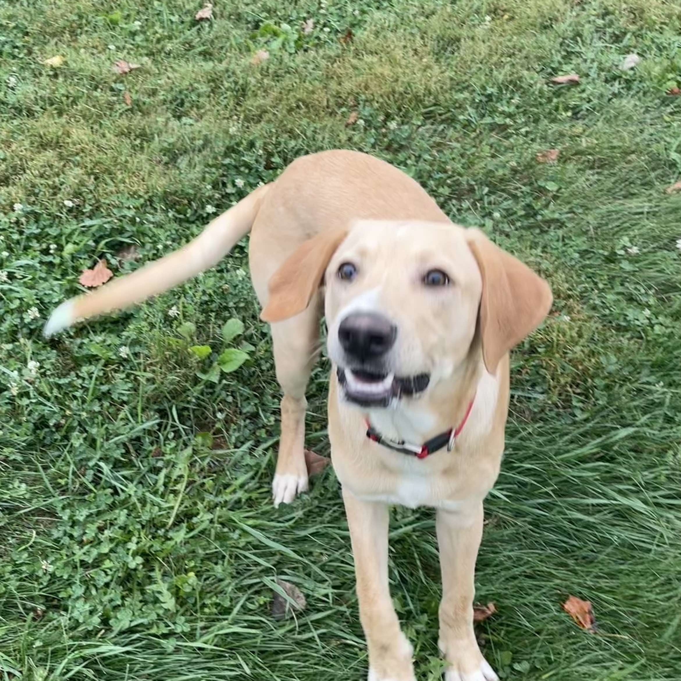 Lucky, an adoptable Yellow Labrador Retriever in Petersburg, IL, 62675 | Photo Image 2