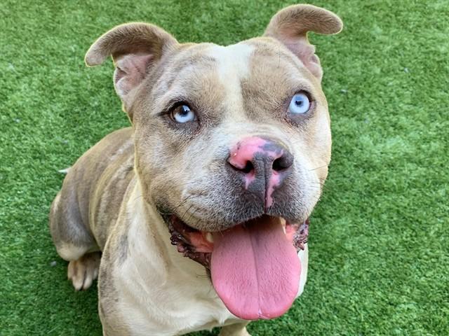 PAMELA, Adoptable, Young Female Pit Bull Terrier & Mixed Breed.