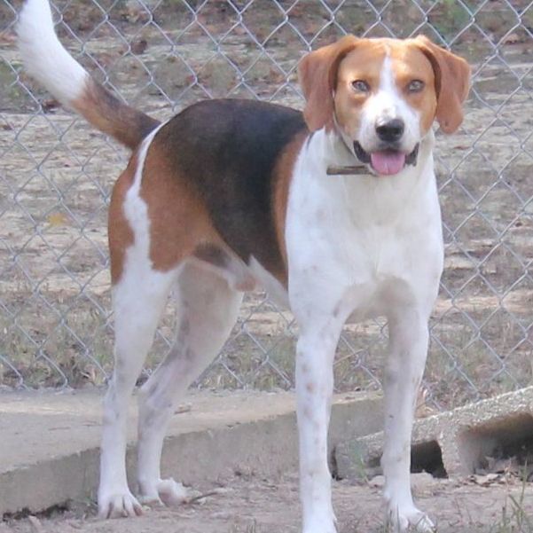 Enlarge Hokie, a Adoptable Treeing Walker Coonhound in Emporia, VA image 1/6