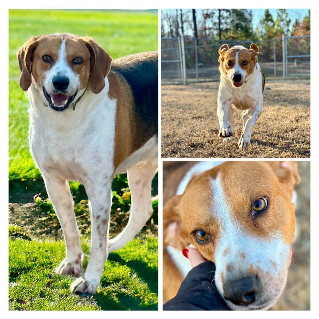 Hokie, Adult Male Treeing Walker Coonhound