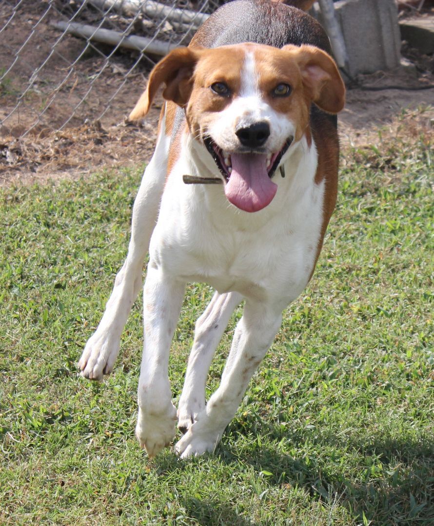 Enlarge Hokie, a Adoptable Treeing Walker Coonhound in Emporia, VA image 3/6