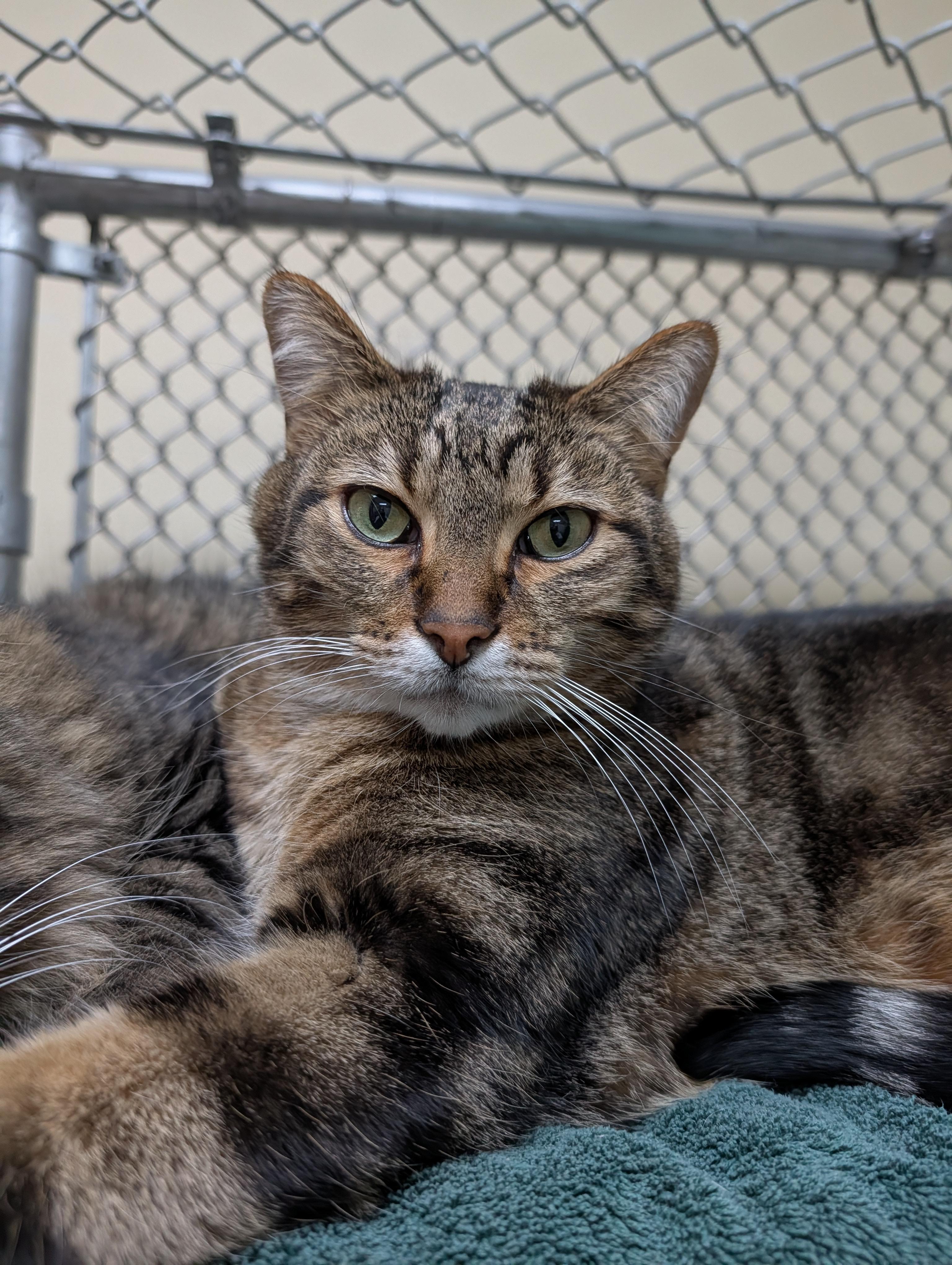 Tigger, adopted, Adult Male Domestic Short Hair.