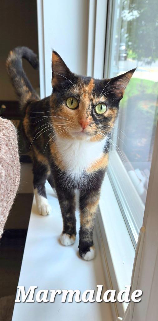 Marmalade, Adoptable, Young Female Domestic Short Hair.