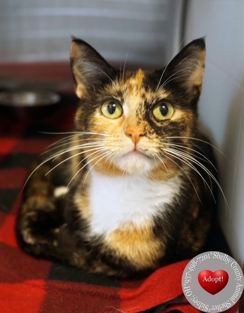 Marmalade, a Adoptable mixed breed in Sidney, OH image 2/4