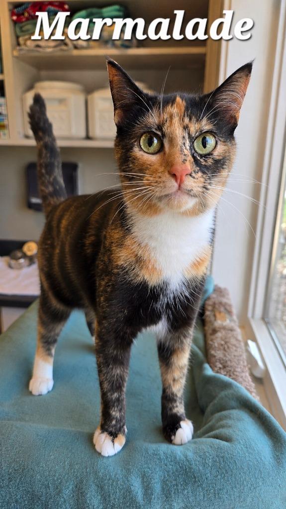 Marmalade, a Adoptable mixed breed in Sidney, OH image 3/4