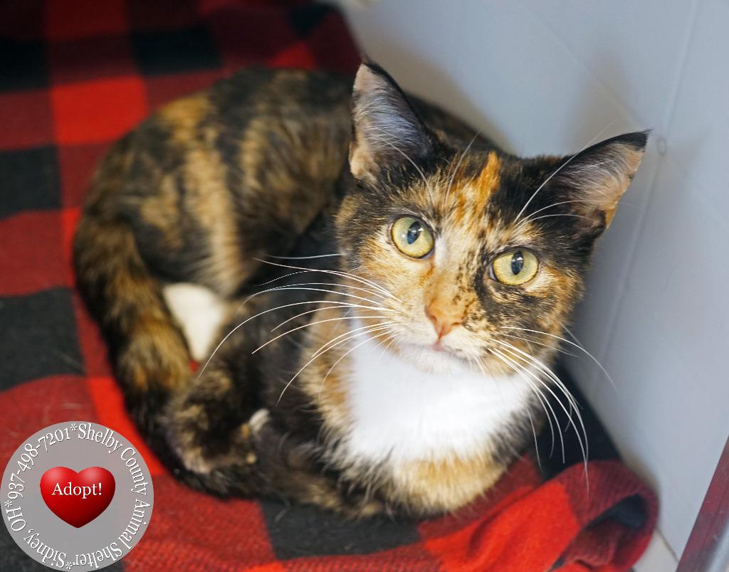 Marmalade, a Adoptable mixed breed in Sidney, OH image 4/4