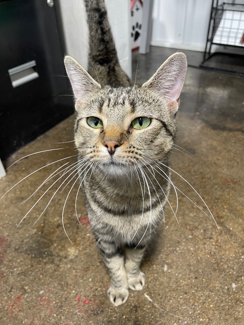 Stormy, an adoptable Tiger in Le Mars, IA, 51031 | Photo Image 1