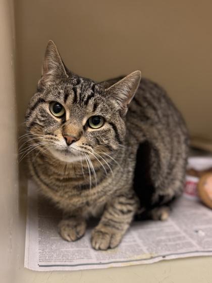 Bam Bam, Adoptable, Adult Male Domestic Short Hair & Domestic Short Hair.