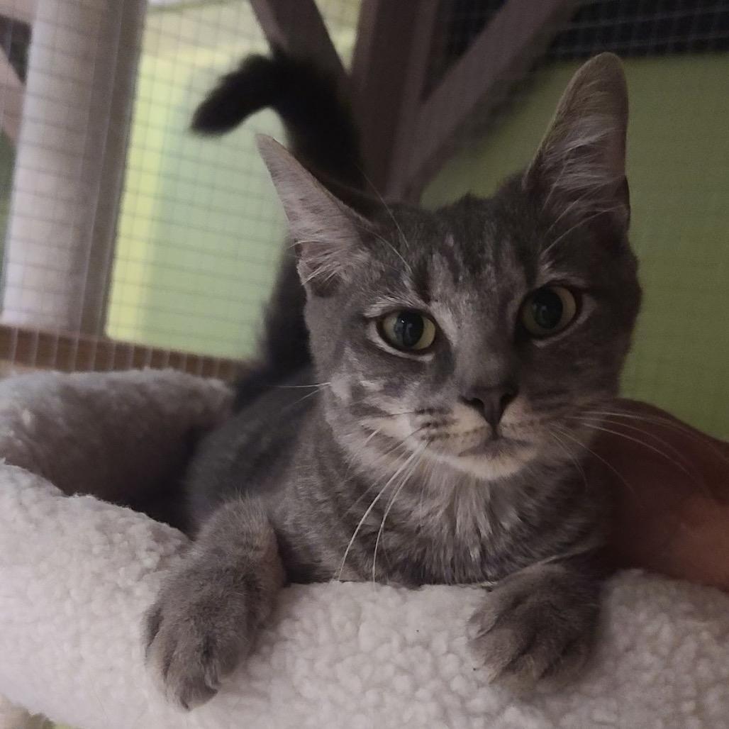 Zoe (Helen St Kitten) 1, Adoptable, Kitten Female American Shorthair.