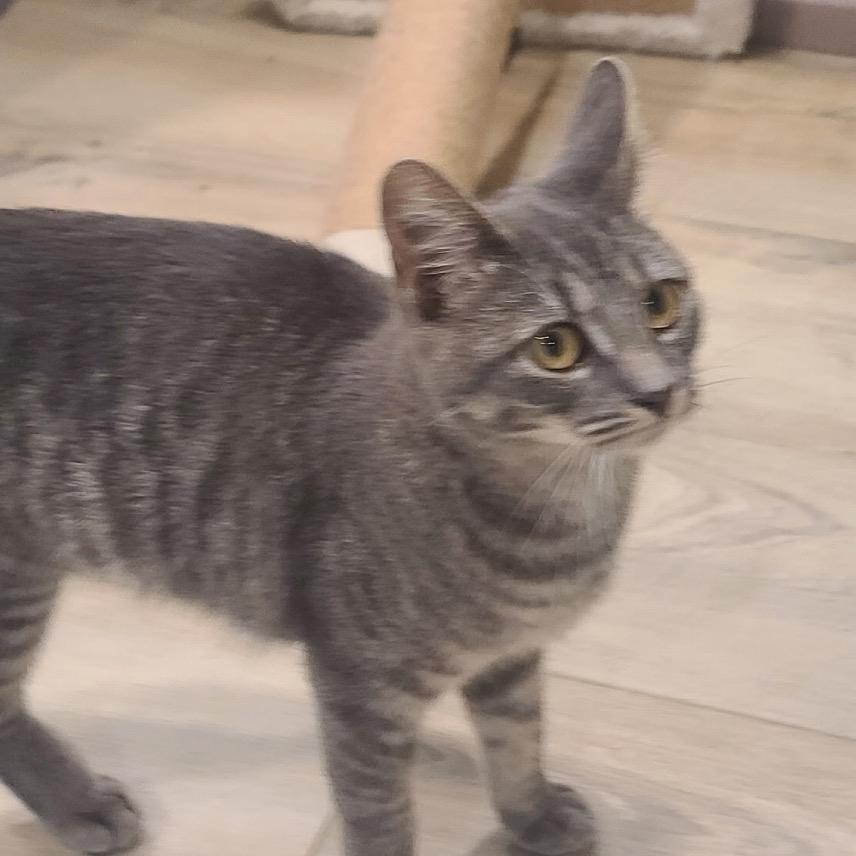 Enlarge Zoe (Helen St Kitten) 1, a Adoptable American Shorthair in Westport, CT image 2/3