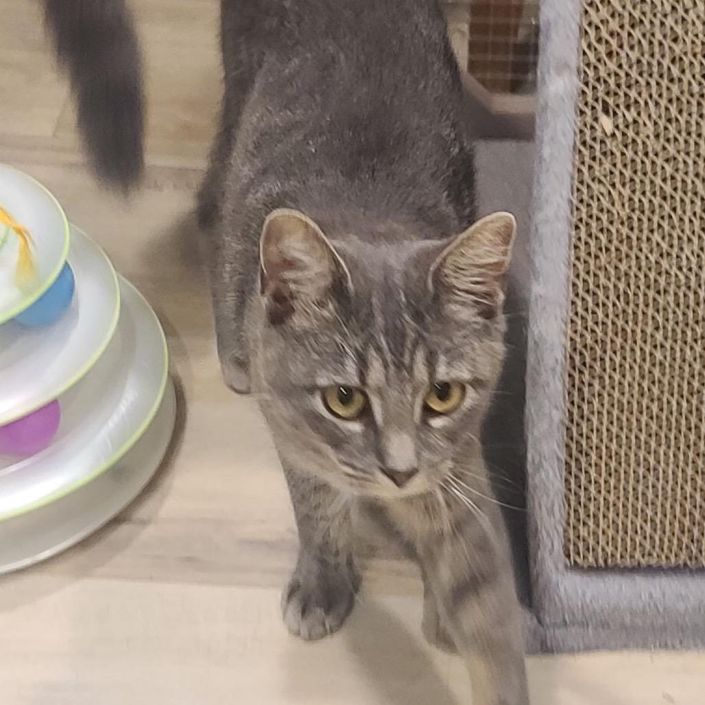 Enlarge Zoe (Helen St Kitten) 1, a Adoptable American Shorthair in Westport, CT image 3/3