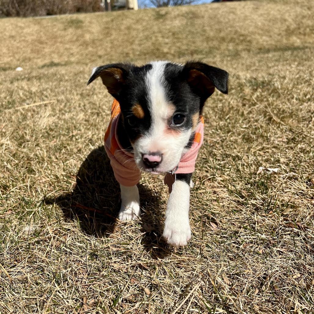 Enlarge Grant, a Adoptable mixed breed in Fort Collins, CO image 1/6
