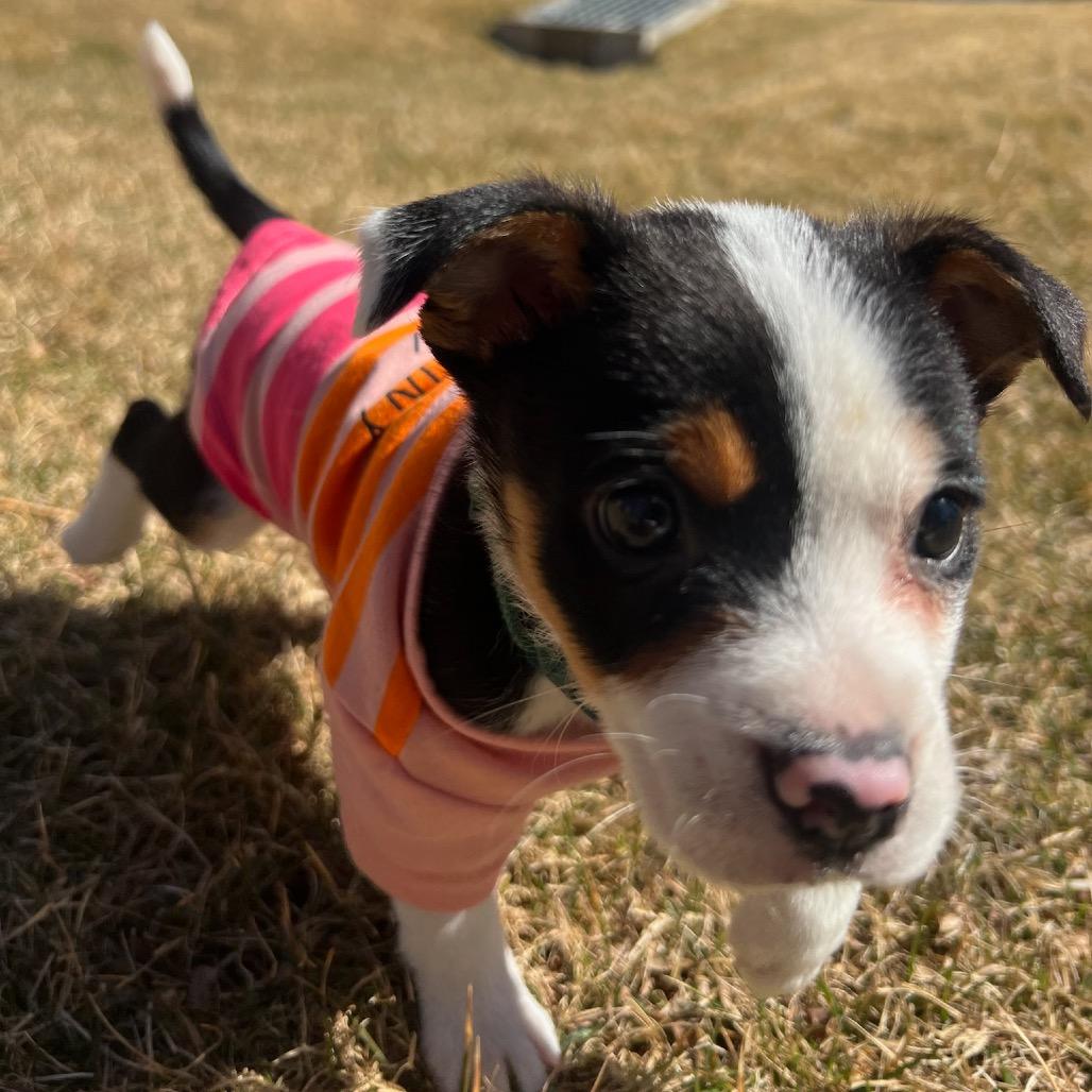 Enlarge Grant, a Adoptable mixed breed in Fort Collins, CO image 2/6