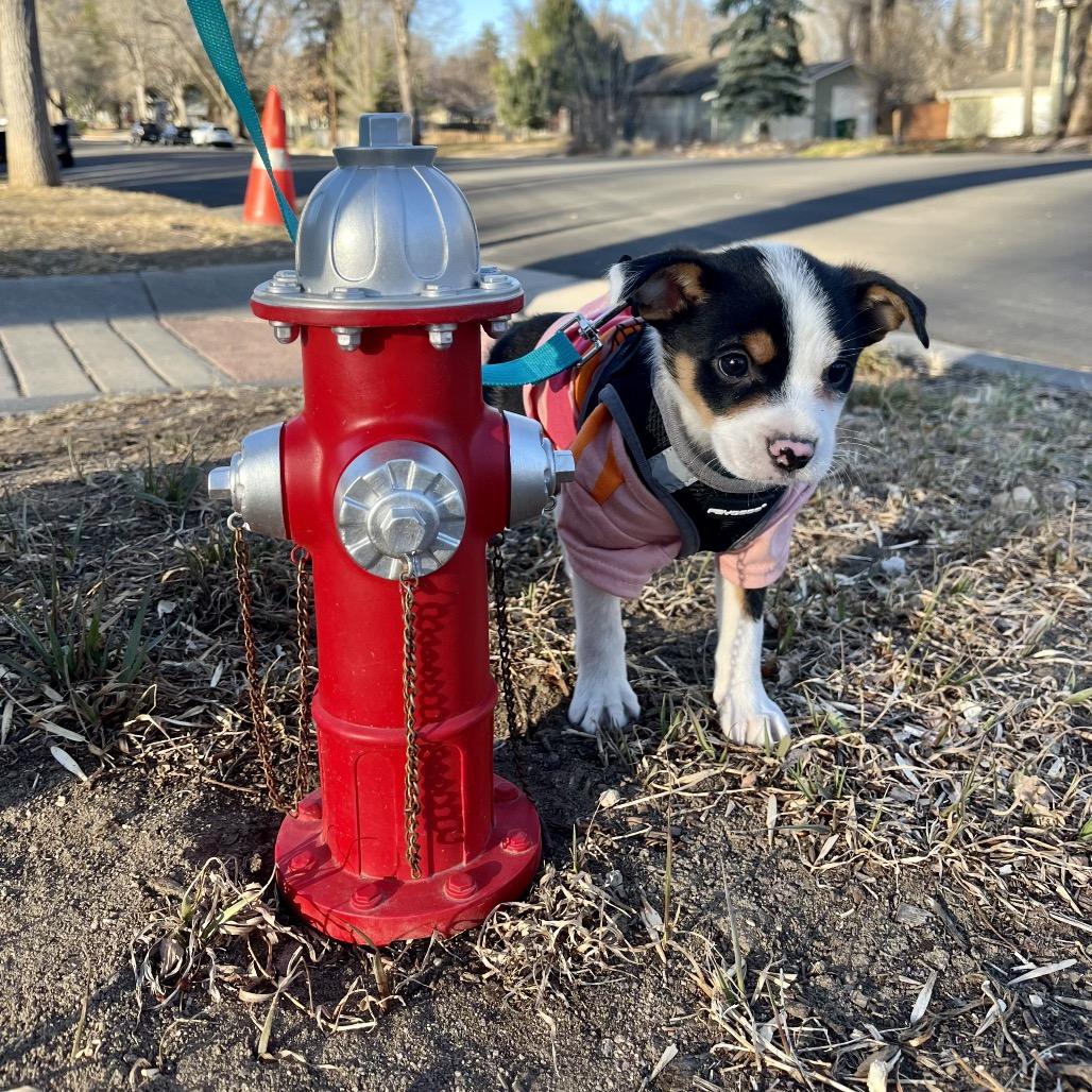 Enlarge Grant, a Adoptable mixed breed in Fort Collins, CO image 3/6
