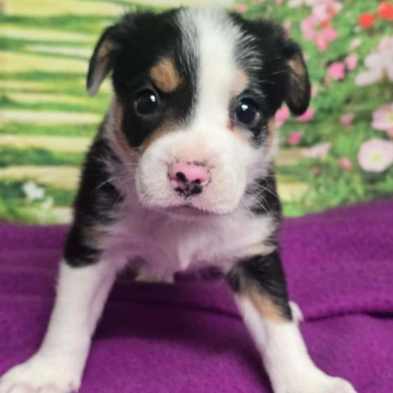 Enlarge Grant, a Adoptable mixed breed in Fort Collins, CO image 4/6