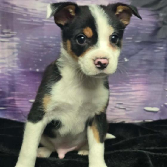 Enlarge Grant, a Adoptable mixed breed in Fort Collins, CO image 5/6