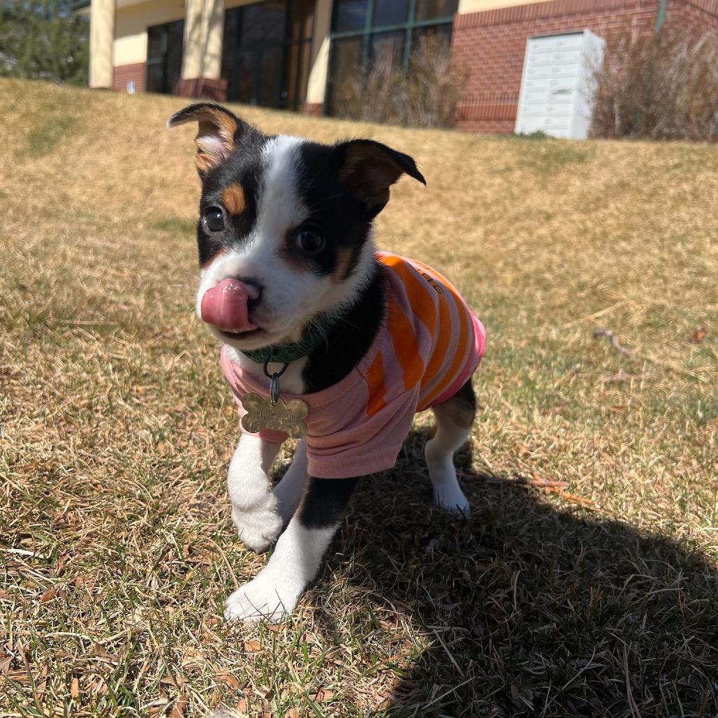 Enlarge Grant, a Adoptable mixed breed in Fort Collins, CO image 6/6