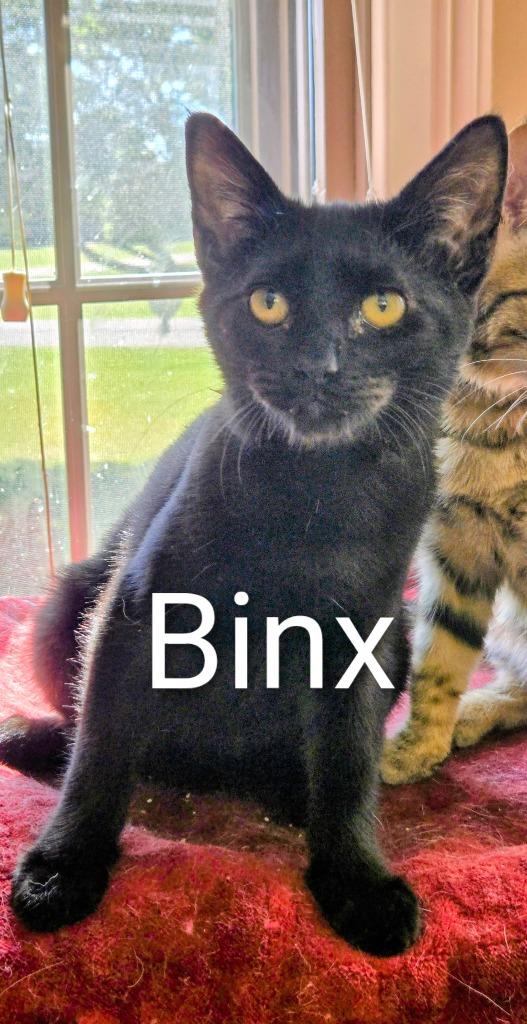 Binx, Adoptable, Young Female Domestic Short Hair.