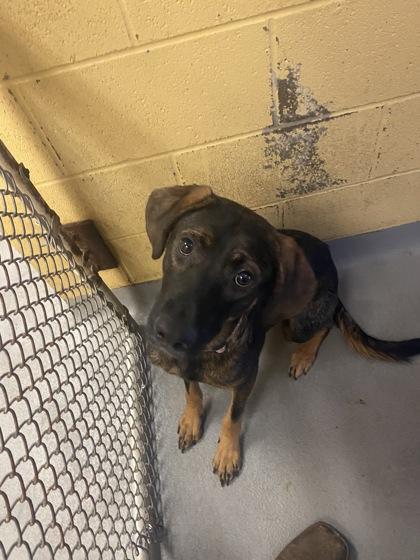 Paige, Adoptable, Young Female Coonhound & Labrador Retriever.