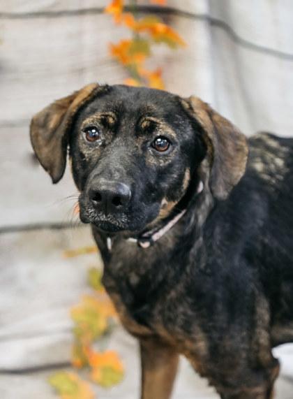 Enlarge Paige, a Adoptable mixed breed in Dothan, AL image 2/2