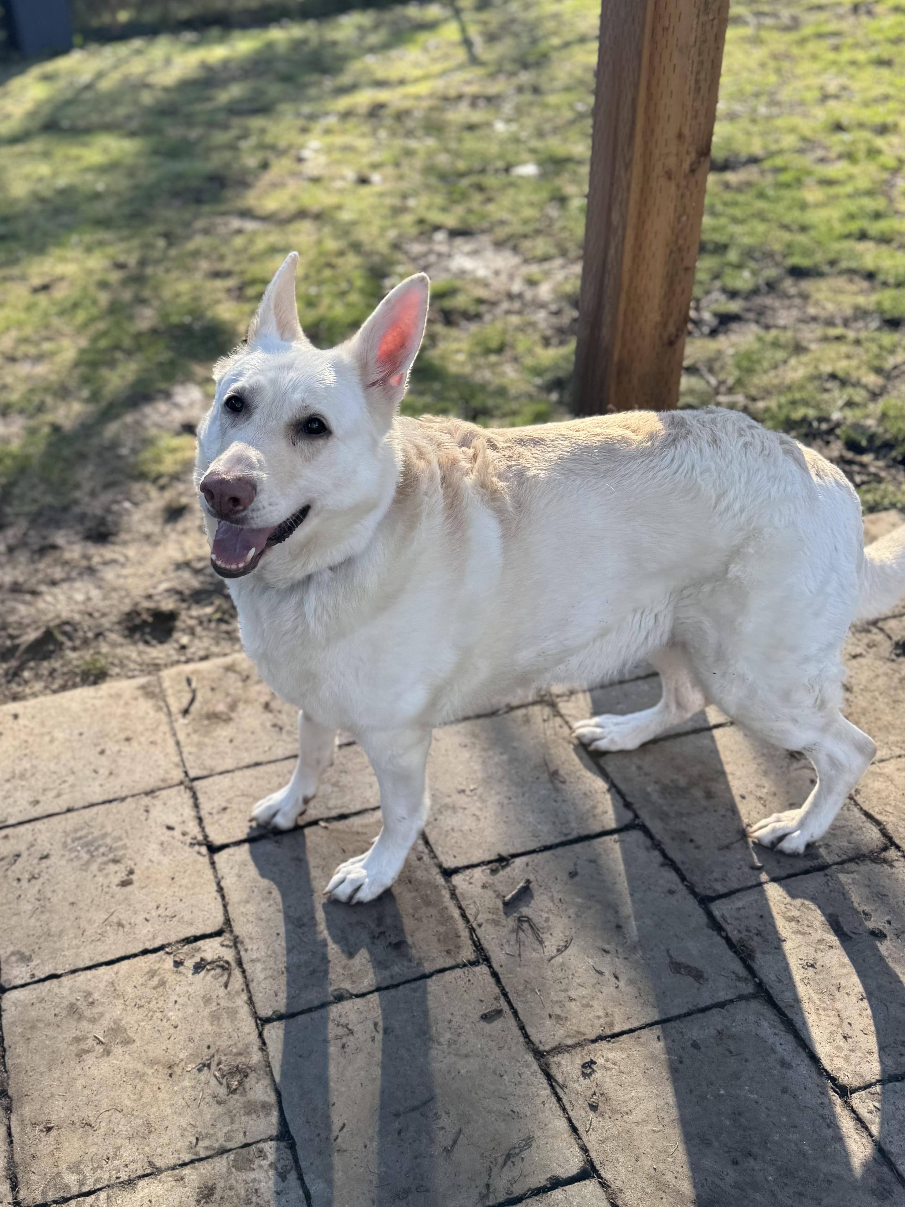 Ashka #38268 (7 Years Old)