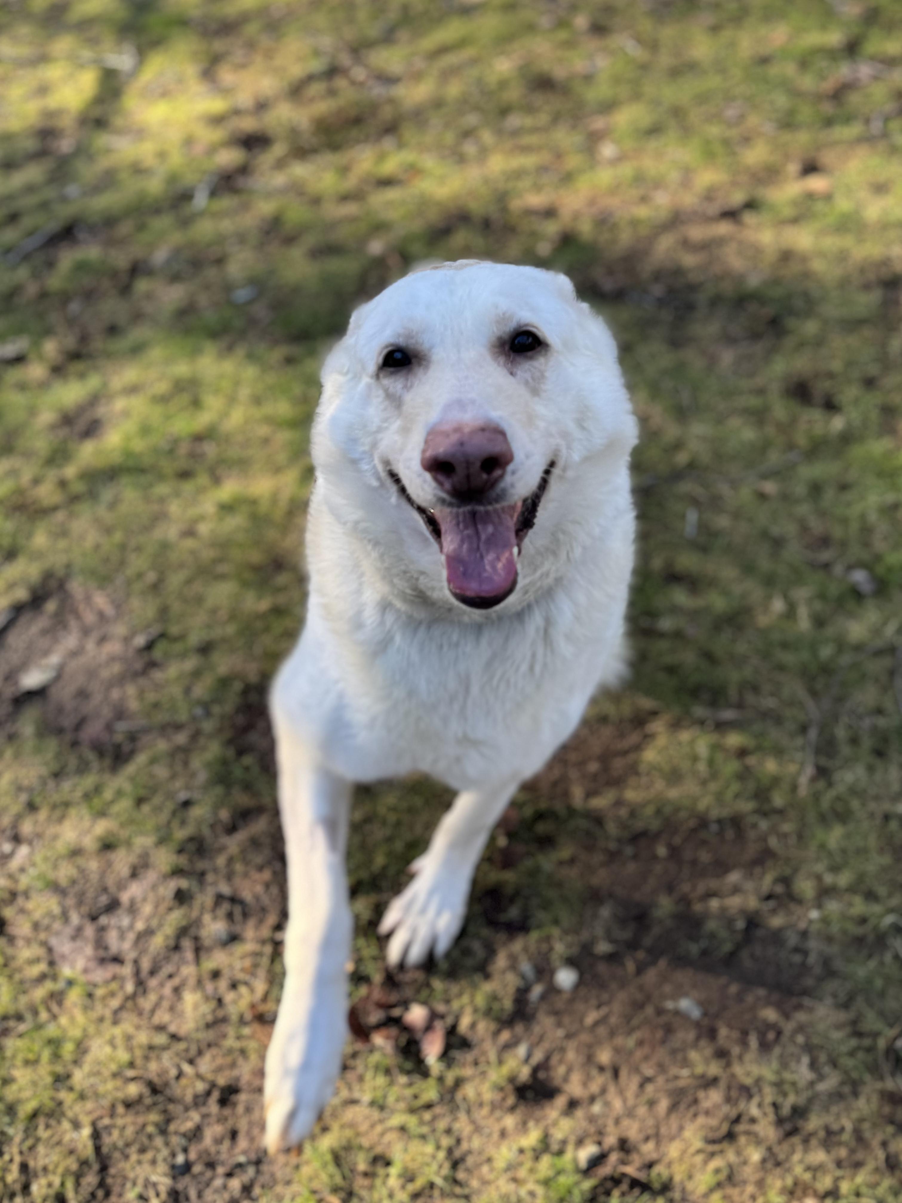 Enlarge Ashka #38268 (7 Years Old) , a ADOPTABLE German Shepherd Dog in Langley, BC image 2/5