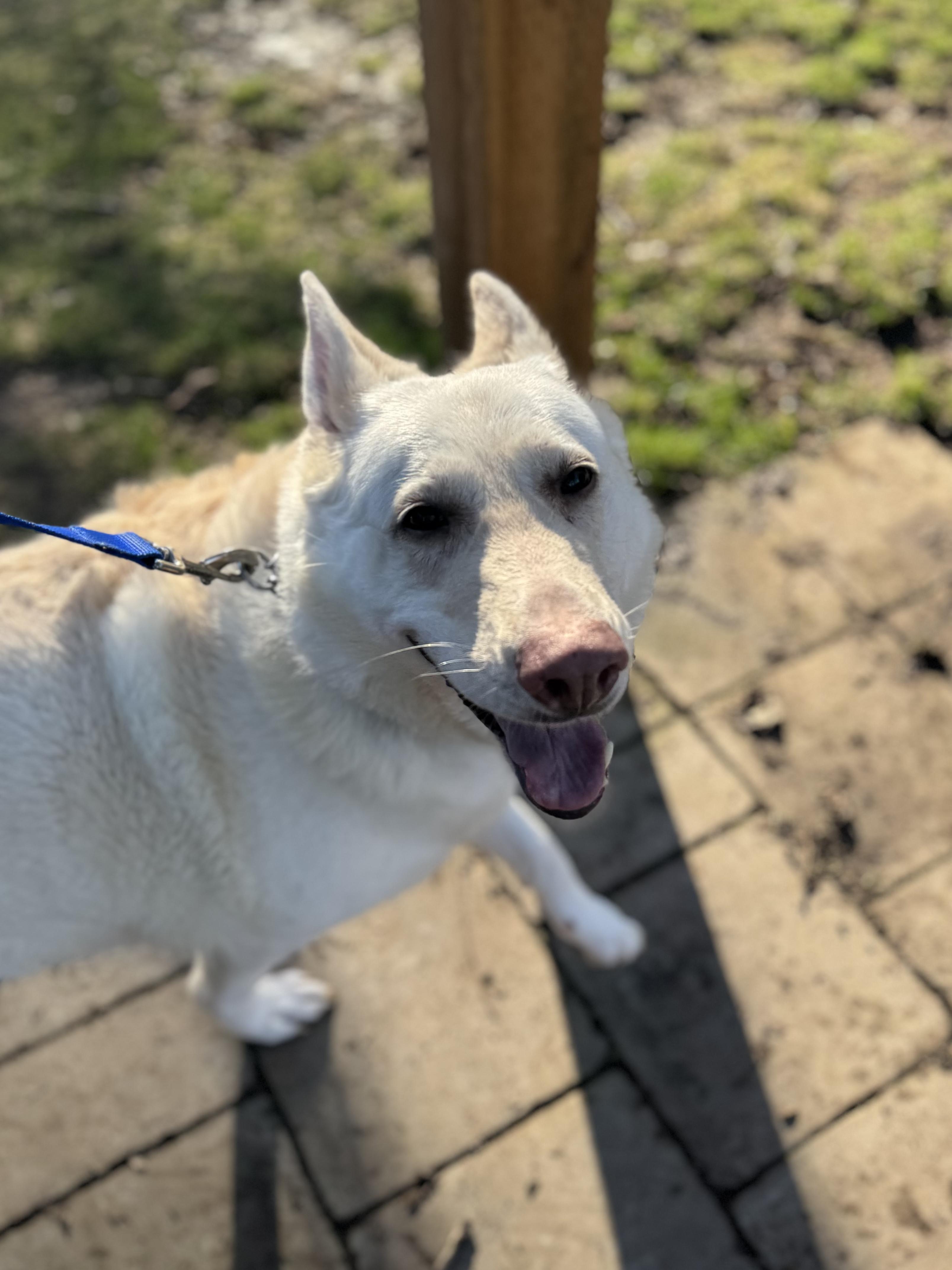 Ashka #38268 (7 Years Old) , ADOPTABLE, Senior Female German Shepherd Dog.