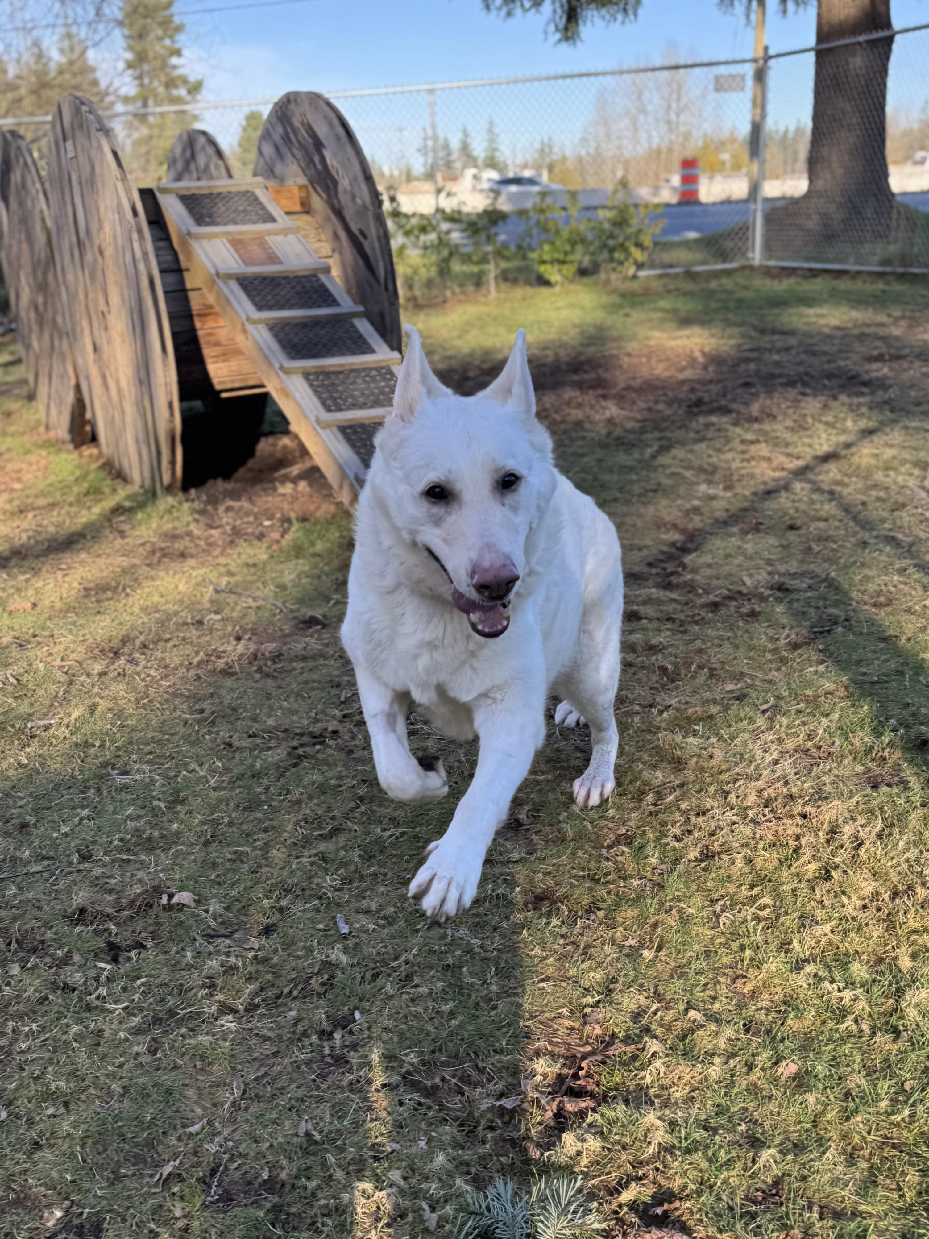 Enlarge Ashka #38268 (7 Years Old) , a ADOPTABLE German Shepherd Dog in Langley, BC image 3/5