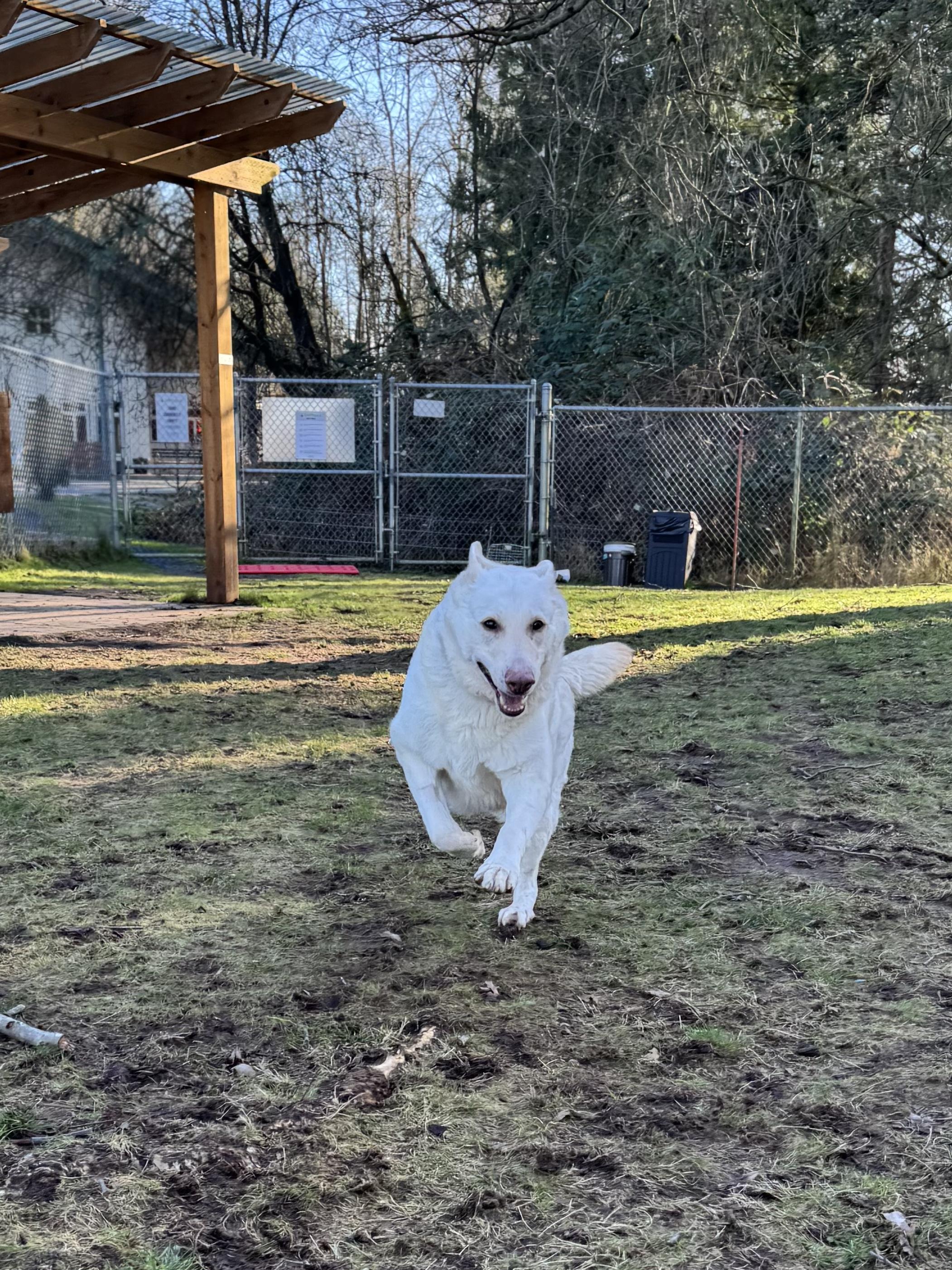 Enlarge Ashka #38268 (7 Years Old) , a ADOPTABLE German Shepherd Dog in Langley, BC image 4/5
