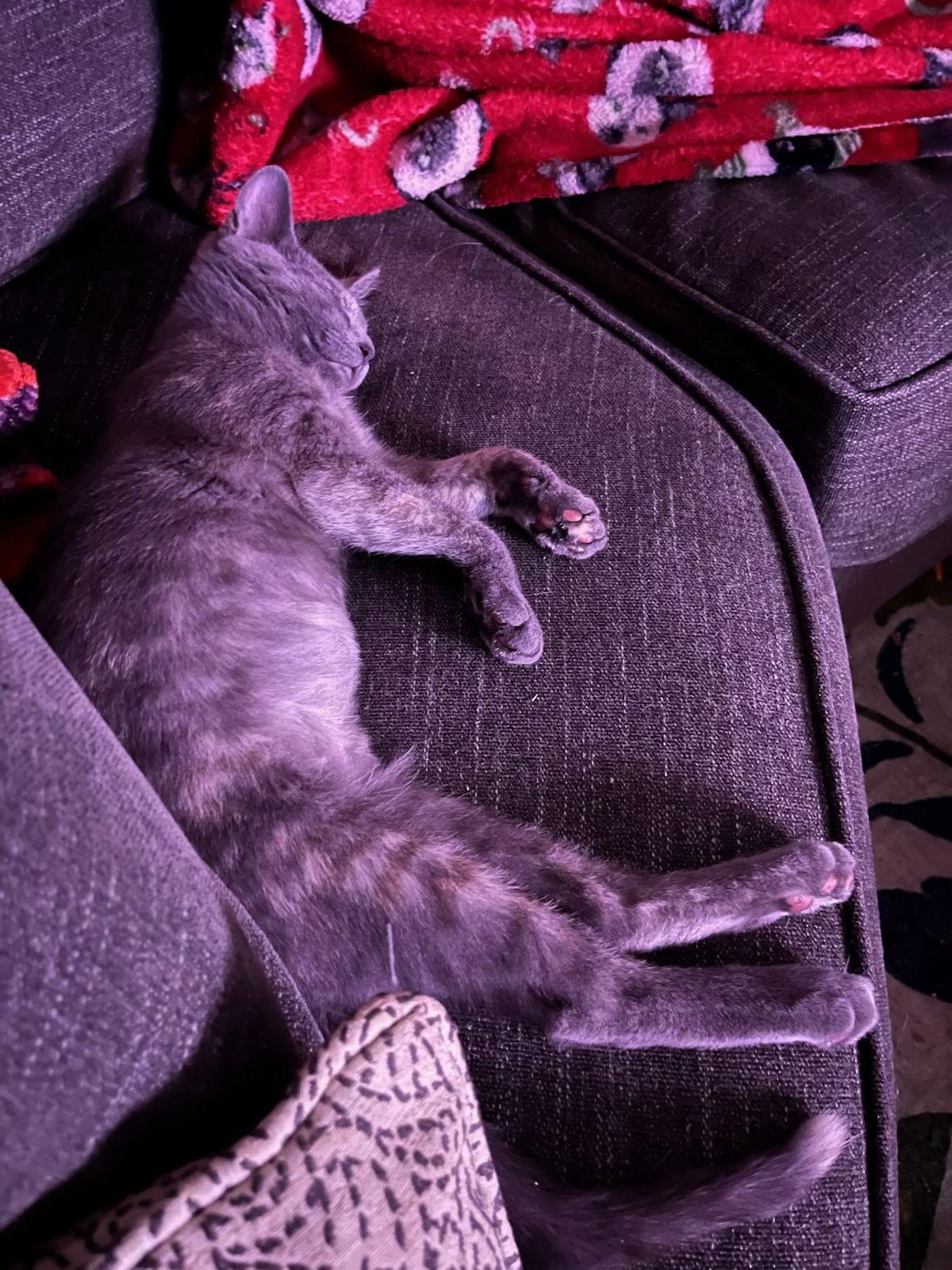 Wednesday (The Addams Family Litter), Adoptable, Kitten Female Dilute Tortoiseshell.