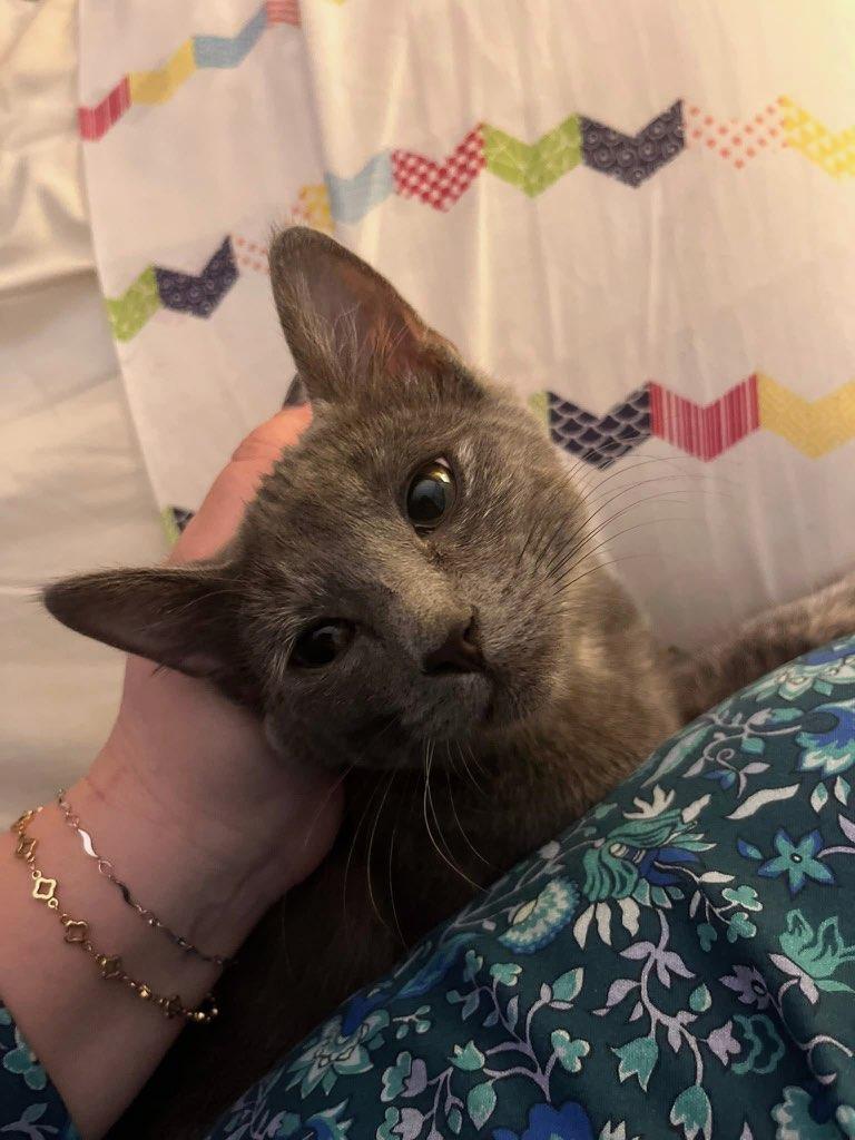 Wednesday (The Addams Family Litter), a Adoptable Dilute Tortoiseshell in Mattoon, IL image 2/3