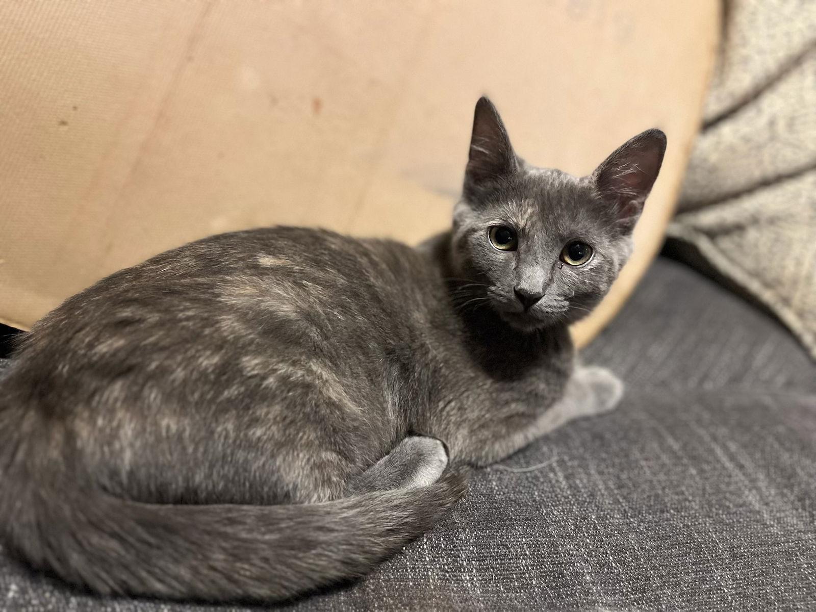 Wednesday (The Addams Family Litter), a Adoptable Dilute Tortoiseshell in Mattoon, IL image 3/3
