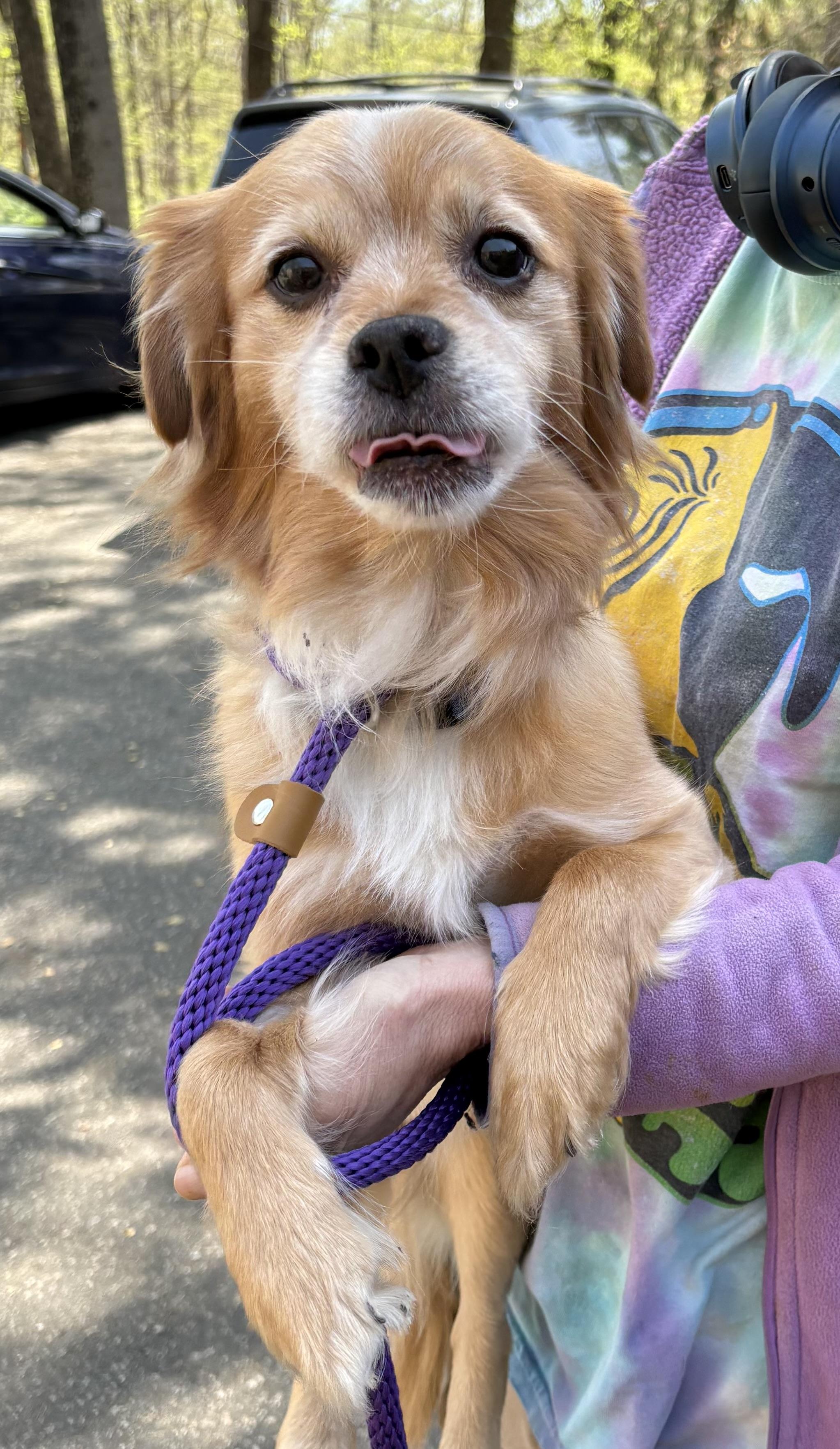 Apollo, adoptable, Adult Male Spaniel & Terrier.